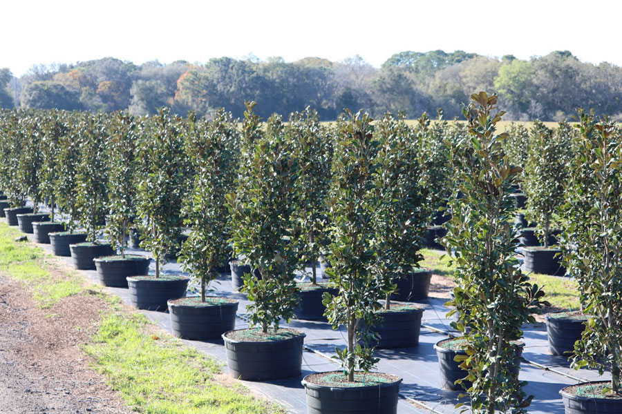 Best Evergreen Trees For Central Florida - Shade trees that are native