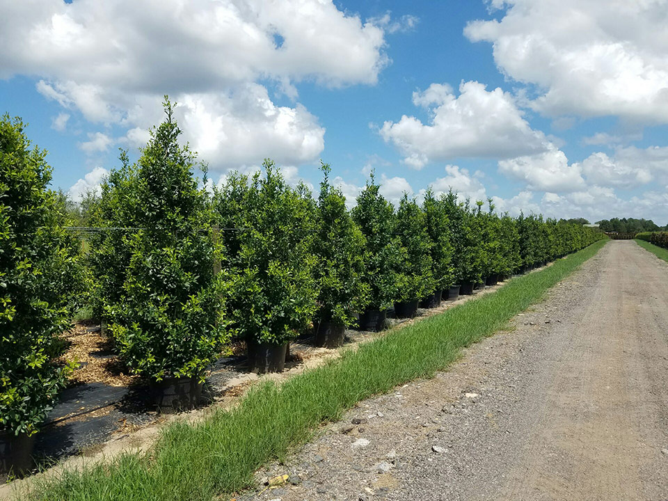 Central Florida Tree Farm