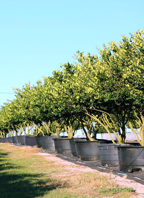 Inventory of Central Florida trees