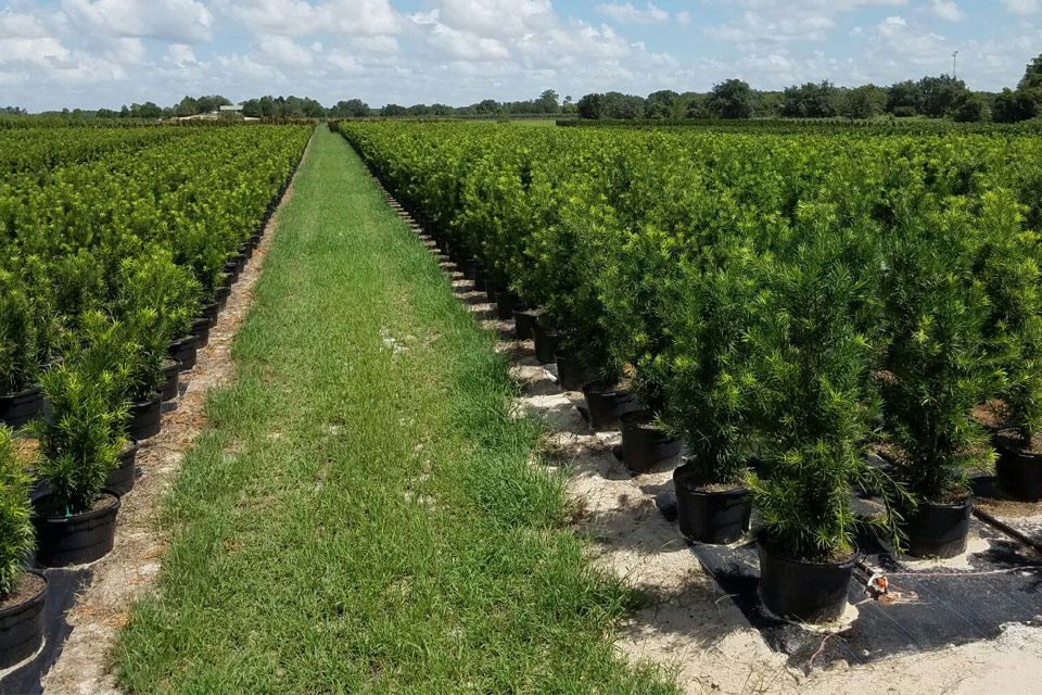 Available Trees and Shrubs in Florida